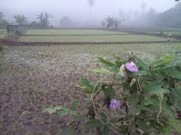 sayur agro pagaralam