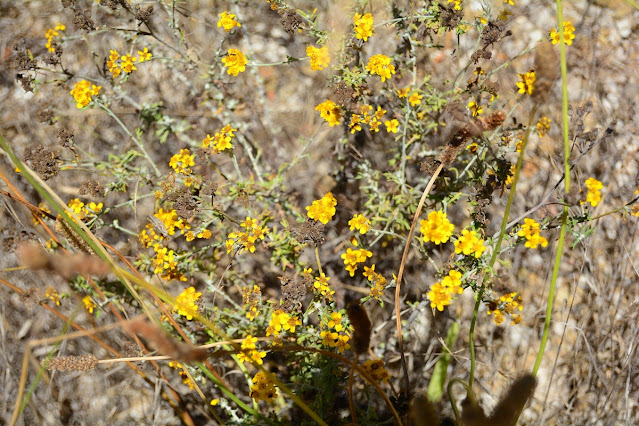 Eriophyllum confertiflorum