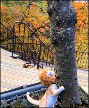 Amazing Cat GIF • Funny Lion cat climbing a tree and enjoying a little walk in the park [ok-cats.com]