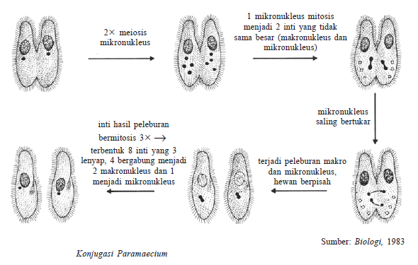 Protista Mirip Hewan  Protozoa