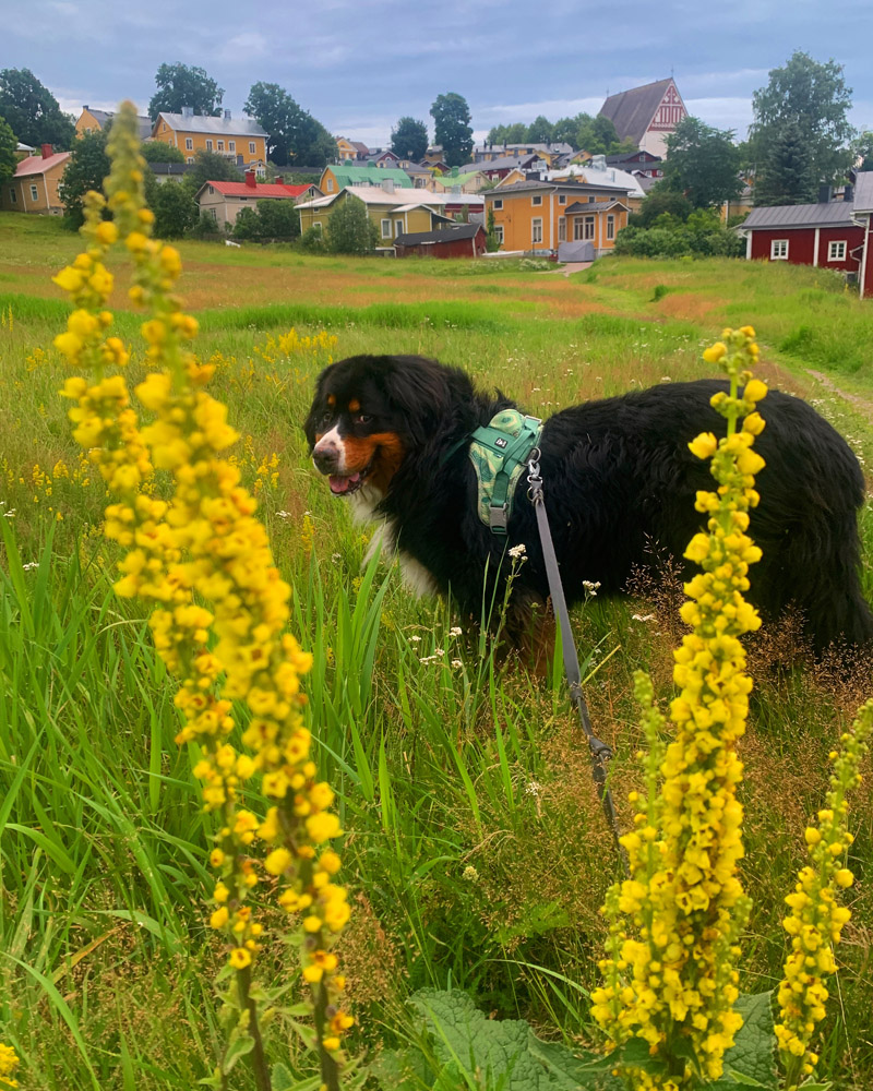bearnese mountain dog in a field in Porvoo, cathedral and colorful houses on the background