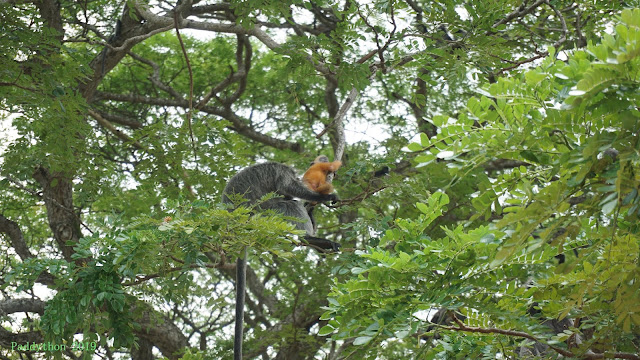 银叶猴