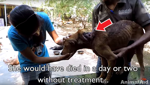 The organization helped an Indian street dog recover.