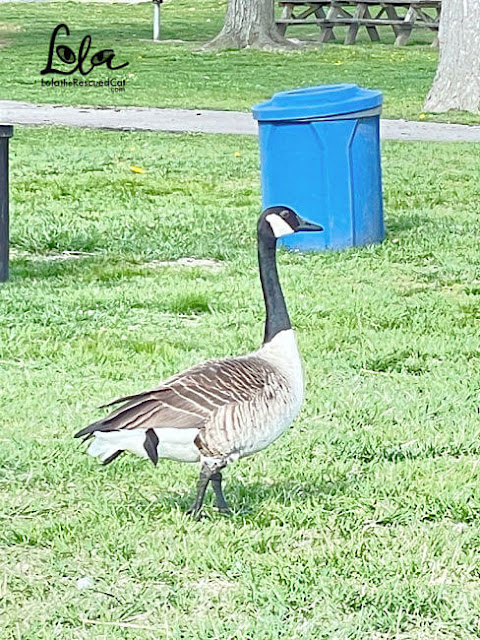 canadian goose