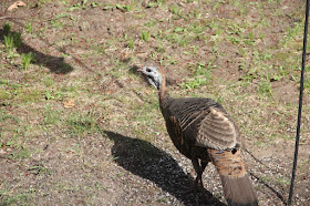 wild turkey hen visits back yard in Spring