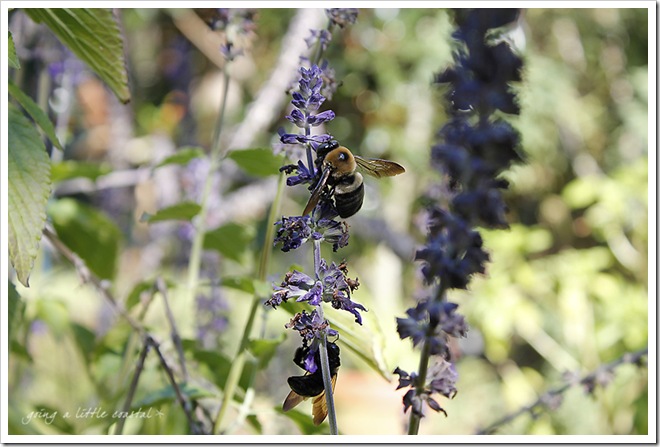 bees2 copy