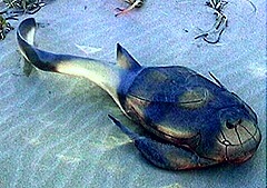 Bothriolepis