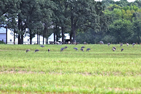 photo of flock of sandhill cranes feeding