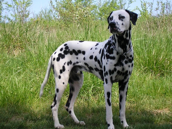 Características y cuidado del perro dálmata