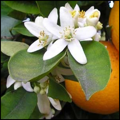 neroli blossom