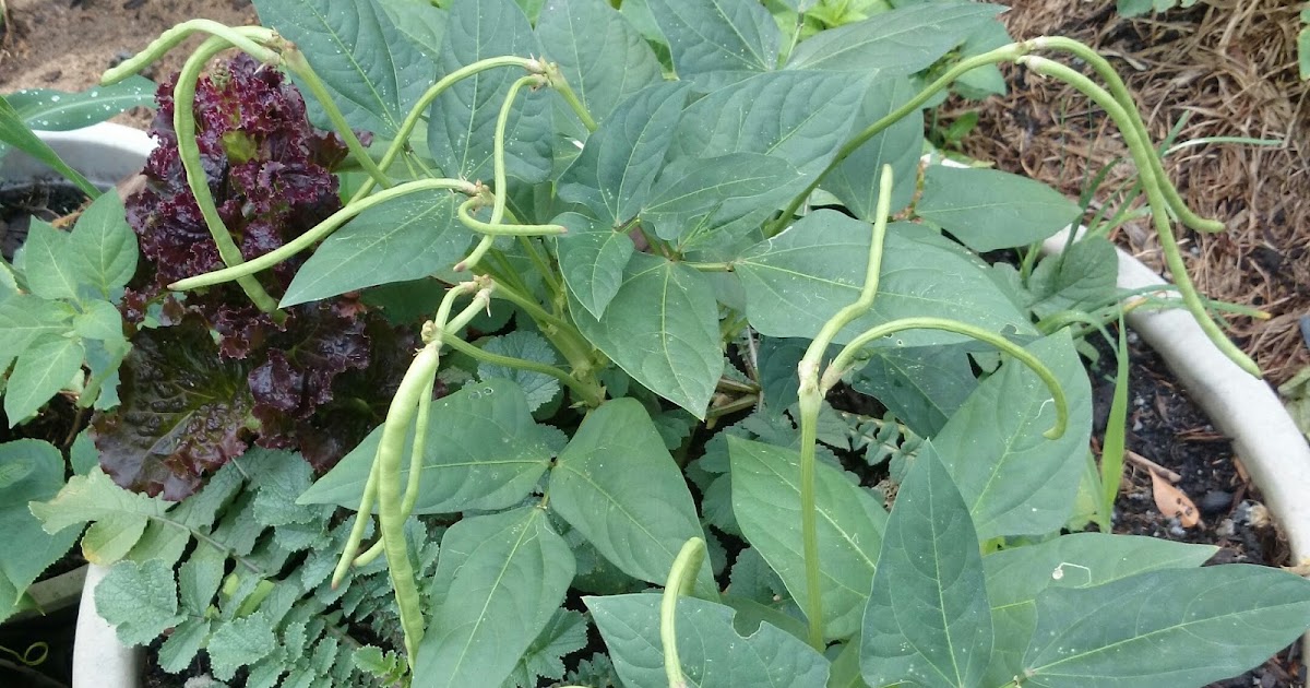 Resepi Sup Ayam Ginseng Cina - copd blog g
