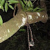 Homem sequestrado é encontrado vivo, pendurado com corda no pescoço em árvore no Tarumã