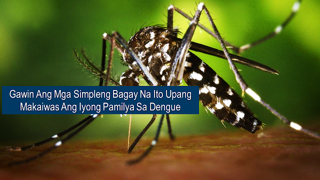 Dengue carrying mosquitoes are everywhere and every home must be protected from it. The first line of defense against the dreaded disease is prevention and we can all do it by doing these simple steps at home.      Ads      The Department of Health (DOH) recently declared a “national dengue epidemic” since dengue cases have been significantly increasing. This is 98% higher than the numbers in 2018, six hundred and twenty two people already lost their lives this year alone.  While the local government units are addressing the situation of the epidemic, the first step to prevent it starts from our homes.  Here are some home hacks that you can do to prevent mosquitoes from breeding to get rid of dengue.   The DOH recommends The Enhanced 4-S implantation which calls for everyone to be active in controlling the spread of mosquito population and avoiding any possible dengue deaths within the community.     1. Search  Find out where mosquitoes thrive and destroy their breeding sites. Mosquitoes lay their eggs in stagnant water, so throw all the containers where stagnant water can accumulate especially during rainy season. These include old tires, blocked drainage, flooded diggings, and even cracked concrete.     2. Secure self-protection  Wear mosquito-repellant, long pants, and long-sleeved shirts.  Aedes egypti are daytime biting mosquitoes but they can also bite during the night so it's best to wear an insect repellant most of the time especially when it is near dark time.  3. Seek early consultation  If the person shows most common symptom of dengue like fever, headache, eye pain, muscle and joint pain, rashes, nausea, vomiting, and unusual bleeding (nose or gum bleeding) do not hesitate to go to a nearby hospital or clinic for consultation. The first 24 to 48 hours of dengue infection are crucial and early treatment is important.  Ads      Sponsored Links        4. Support fogging or spraying in hot spot areas  DOH also encourages fogging and spraying in mosquito-breeding hotspots to be done by authorized and trained sprayers to achieve immediate knockdown of mosquitoes.   Installing creens on windows, doors, and vents,  using insect sprays and mosquito repellant both inside and outside the house can also help a lot.   Pet's drinking bowl should be checked and changed on a regular basis.  Drain rainwater tanks and water storage bins and nearby plants trimmed and under control.  Light-colored clothing has to be worn because mosquitoes are reportedly more attracted to dark colors.   These simple steps could help a lot to keep mosquitoes away. The war against dengue can be fought one home at a time.