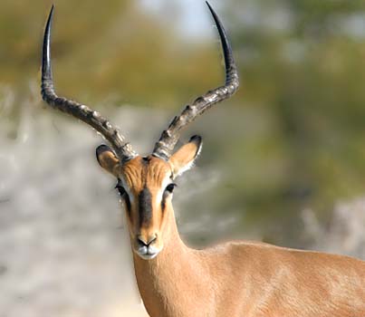 A impala (Aepyceros melampus)