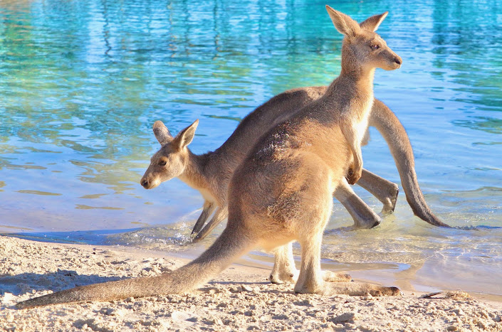 Kangaroo conservation efforts and initiatives