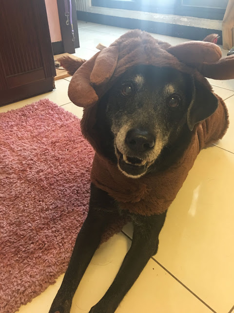 Shadow the dog looks happy in his costume