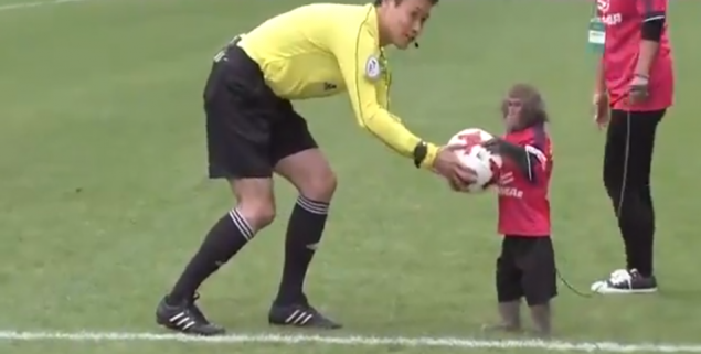 El discutido puntapié inicial de un mono en un partido de fútbol en Japón