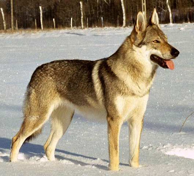 Kunming Wolf Dog