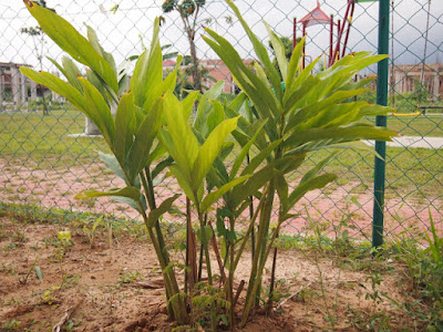 Portal Rasmi SMK Jalan Kebun, Klang