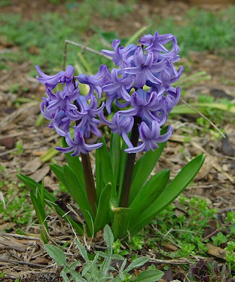 HYACINTHUS 