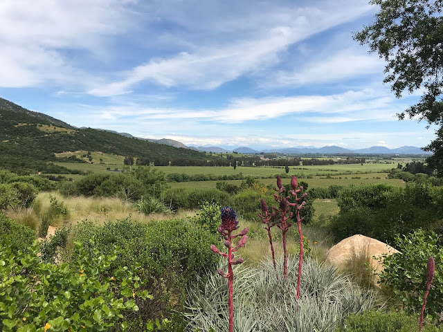 Viñedo Apalta, Valle Apalta, Colchagua, Chile