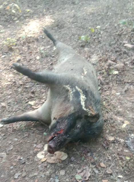 तुरतुरिया में मिला मृत जंगली सुअर