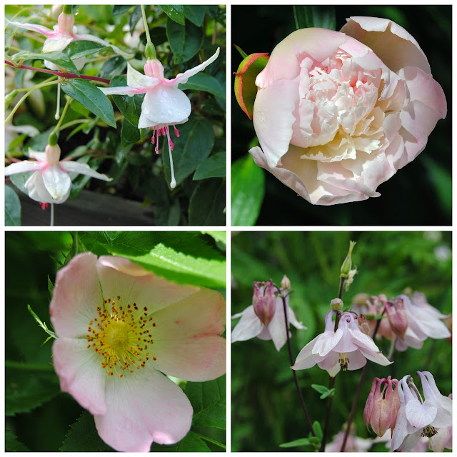 Fuchsia 'Charlotte Clyne', doftpion, nyponros och akleja