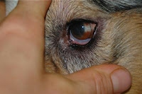 Dog Eye Allergy5