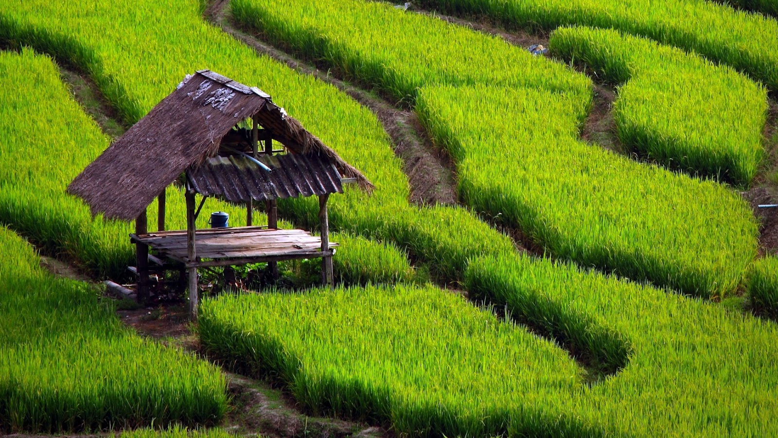 Paddy House Fields  Full HD Desktop Wallpapers 1080p