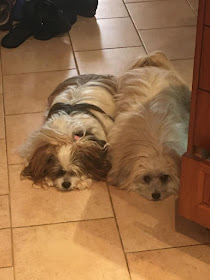 Dogs Waiting for Carrot Snacks