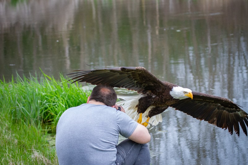 Photographer Captured A Majestic Picture Of A Bald Eagle With Symmetrical Reflection