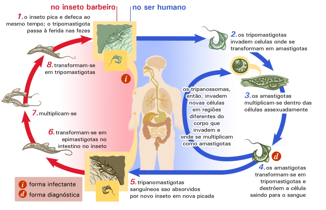 Resultado de imagem para CICLO DOENÇA DE CHAGAS