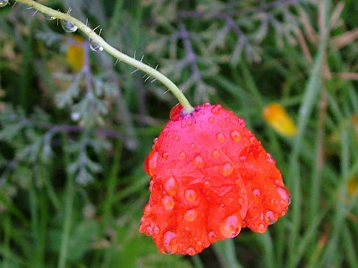 fotos de flores - poppy