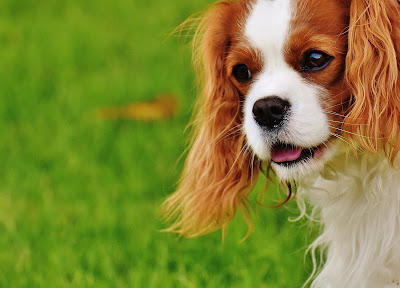 How Diabetic Dog Food Can Help Your Sick Pet