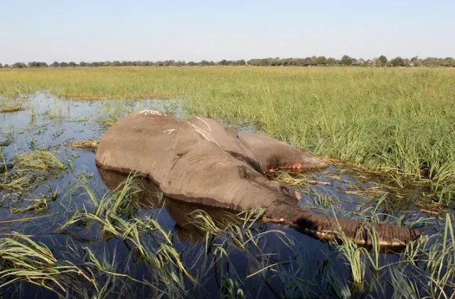 Um elefante da savana morto encontra-se em um pântano no Delta do Okavango. Antes de morrer, os elefantes afetados exibiam comportamentos incomuns: tropeçavam, cambaleavam e circulavam. Lutando para andar, a maioria desmaiou, muitas vezes com o peito saliente, e morreu.  FOTOGRAFIA DE YANG MENGXI XINHUA , EYEVINE , REDUX