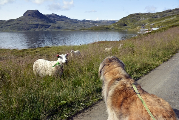 Iungsdalen Iungsdalshytta Tovika leonberger sauer