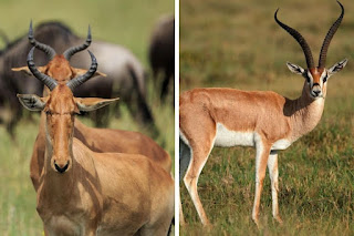 Top 25 Facts about Antelope