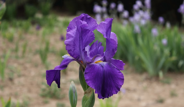 Iris Flowers Pictures