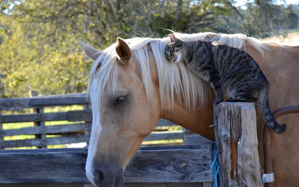 cat with horse widescreen hd wallpaper