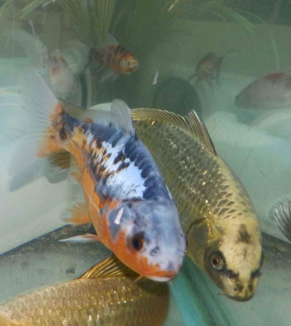 Reptiles Amphibians & Fish: GIN RIN GHOST KOI