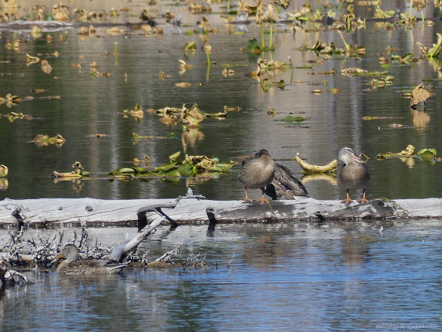 11: four ducks, on in the water and three on a log preening