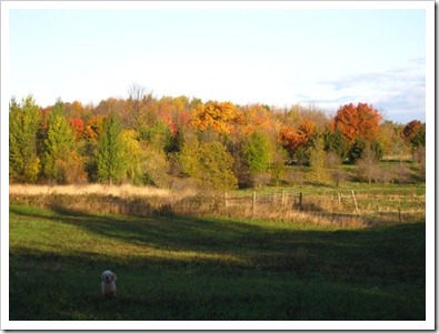 20121011_property_004 20121011_property_004