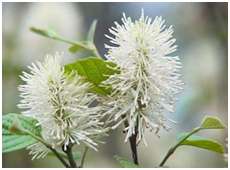 Fotergilla amerykańska (Fothergilla major)