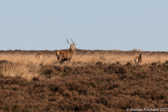 A small group of deer with a young stag graze on yellow grass between stands of heather.