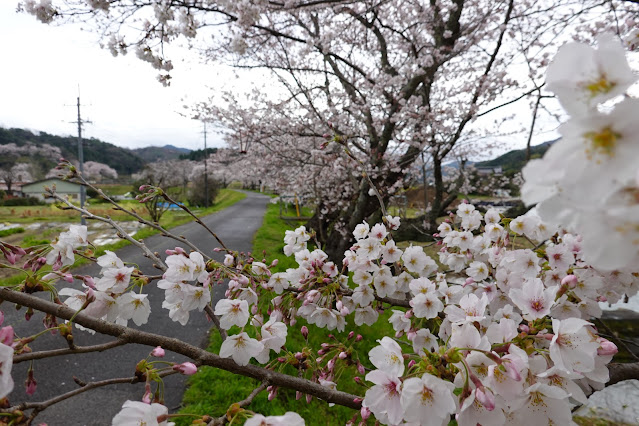 鳥取県西伯郡南部町法勝寺 法勝寺川沿いの堤防道路