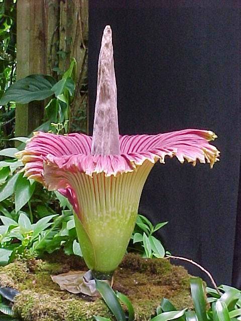 Gambar Bunga Bangkai Kebun Raya Bogor Jawa Barat