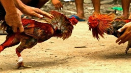 Meski Pandemi Covid-19, Perjudian Sabung Ayam Diduga Masih Marak di Kota dan Kabupaten Serang