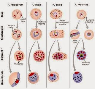 Quá trình giao bào của p. falciparum