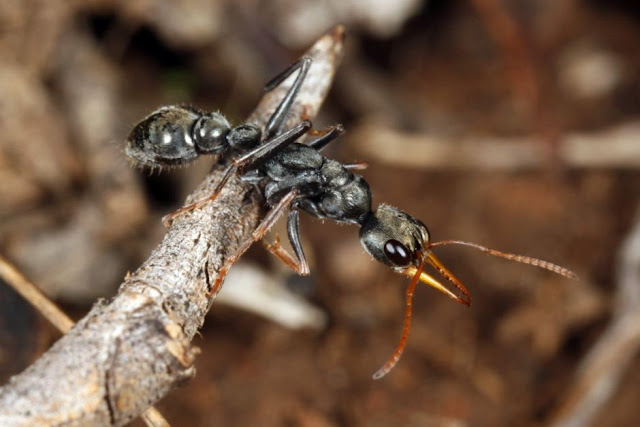 Hopper ants dikenal juga sebagai Semut Jack Jumper