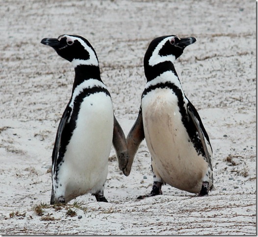 Stanley, Falkland Islands 188